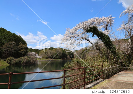 【倉橋ため池ふれあい公園 満開桜 / 奈良県桜井市倉橋】 【倉橋ため池ふれあい公園 満開桜 / 奈良県桜井市倉橋】 124842656