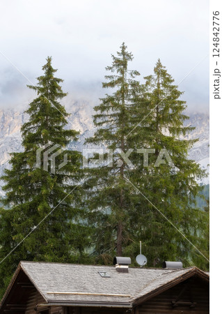 Rainy green pine tree forest and house roof 124842776