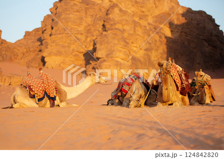 Few camels dromedary in the desert 124842820