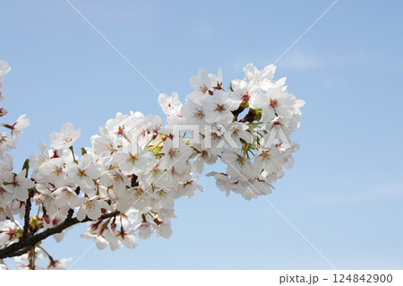 満開の桜 満開の桜 124842900