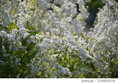 ユキヤナギ　雪柳　(Thunberg's meadowsweet) 124842914