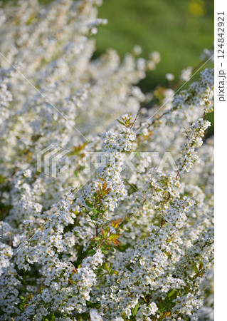 ユキヤナギ　雪柳　(Thunberg's meadowsweet) 124842921
