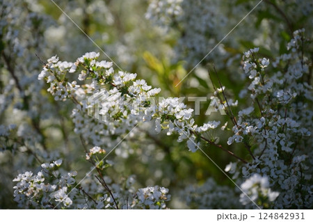 ユキヤナギ 雪柳 (Thunberg's meadowsweet) ユキヤナギ 雪柳 (Thunberg's meadowsweet) 124842931
