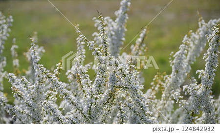 ユキヤナギ　雪柳　(Thunberg's meadowsweet) 124842932