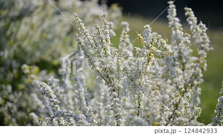 ユキヤナギ 雪柳 (Thunberg's meadowsweet) ユキヤナギ 雪柳 (Thunberg's meadowsweet) 124842933