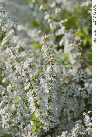 ユキヤナギ　雪柳　(Thunberg's meadowsweet) 124842936