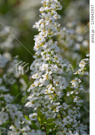 ユキヤナギ 雪柳 (Thunberg's meadowsweet) ユキヤナギ 雪柳 (Thunberg's meadowsweet) 124842937