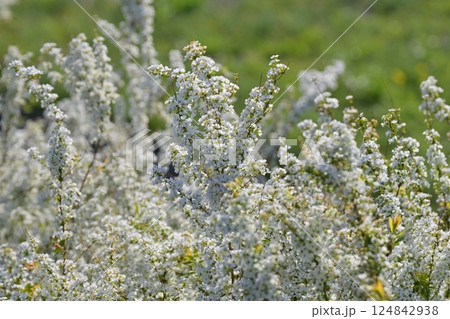 ユキヤナギ　雪柳　(Thunberg's meadowsweet) 124842938