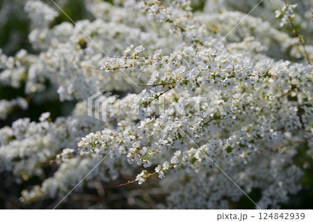 ユキヤナギ　雪柳　(Thunberg's meadowsweet) 124842939