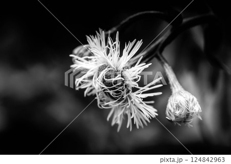 モノクロームの世界~風を感じて~ モノクロームの世界~風を感じて~ 124842963