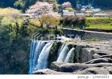 満開の桜と原尻の滝 満開の桜と原尻の滝 124843053