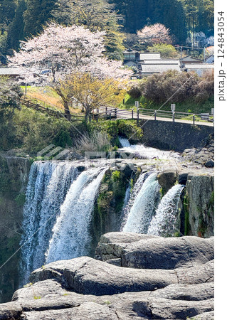 満開の桜と原尻の滝 124843054