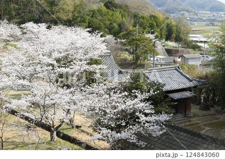 宗堂桜　2 124843060