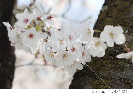 満開の桜 124843212