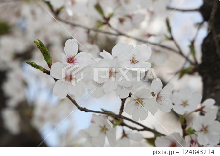 満開の桜 124843214
