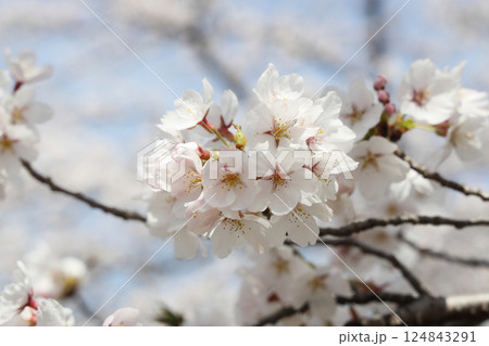 満開の桜 124843291