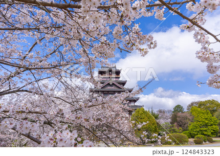 満開の桜と伏見桃山城 満開の桜と伏見桃山城 124843323