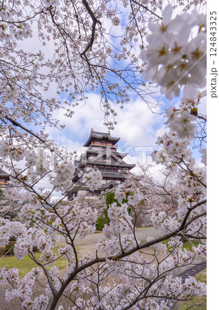 満開の桜と伏見桃山城 満開の桜と伏見桃山城 124843325