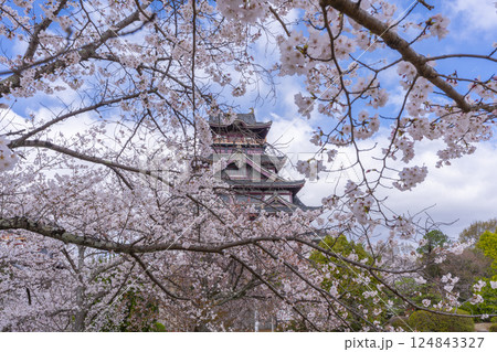 満開の桜と伏見桃山城 満開の桜と伏見桃山城 124843327