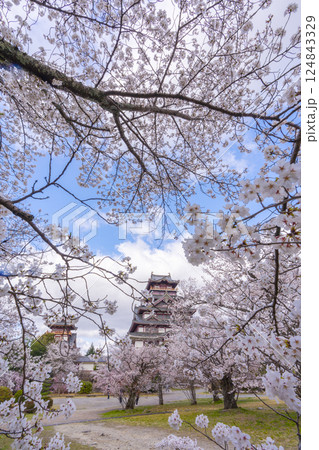 満開の桜と伏見桃山城 124843329