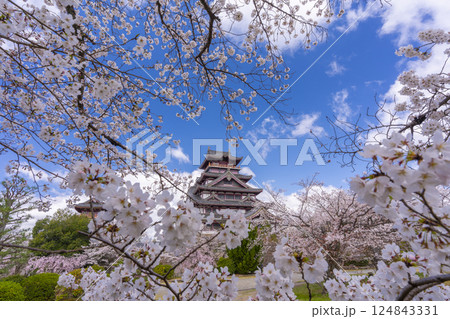 満開の桜と伏見桃山城 124843331