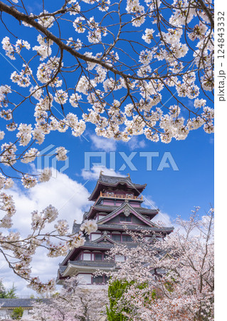 満開の桜と伏見桃山城 124843332