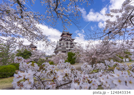 満開の桜と伏見桃山城 124843334
