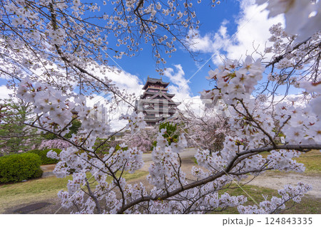 満開の桜と伏見桃山城 124843335
