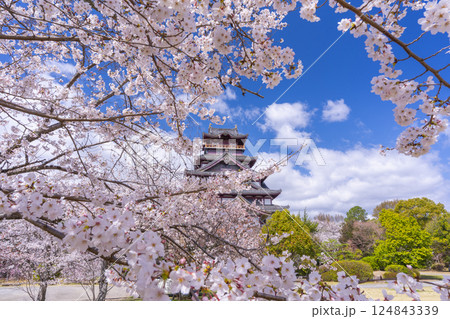 満開の桜と伏見桃山城 満開の桜と伏見桃山城 124843339