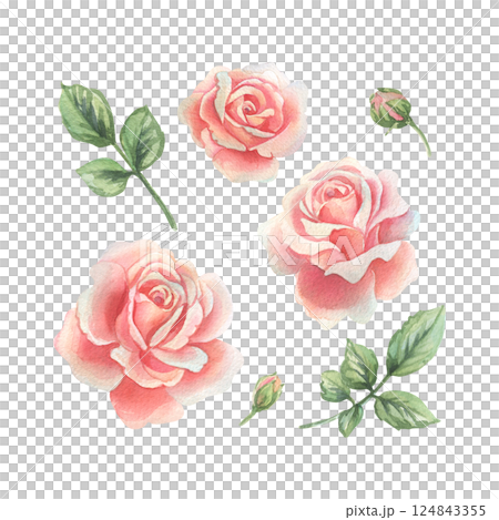 Flowers open roses coral and pink in pastel shades with leaves and buds. Watercolor illustration hand drawn. Set of separate elements isolated from the background. 124843355