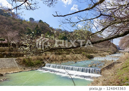 春の箱根　宮城野　早川の風景 124843363