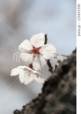 満開の桜 124843386