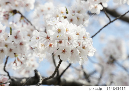 満開の桜 124843415