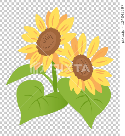 Sunflower flower illustration 124843597