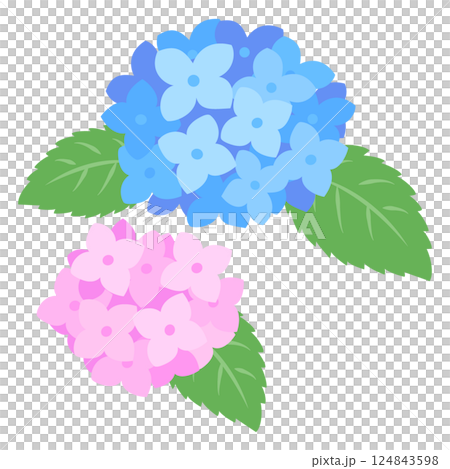 繡球花插圖 繡球花插圖 124843598