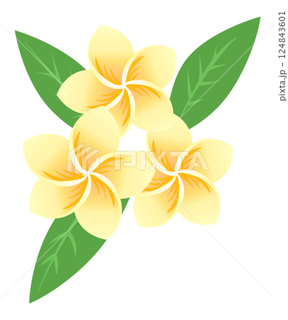 プルメリアの花　イラスト 124843601