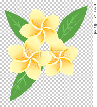プルメリアの花　イラスト 124843601