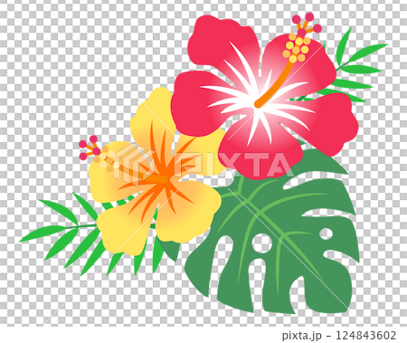 ハイビスカスの花　イラスト 124843602