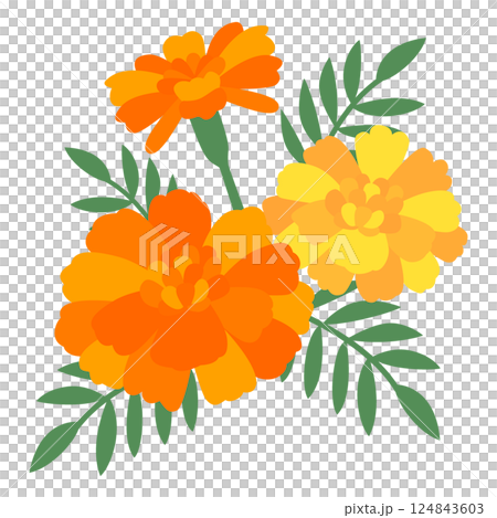 マリーゴールドの花　イラスト 124843603