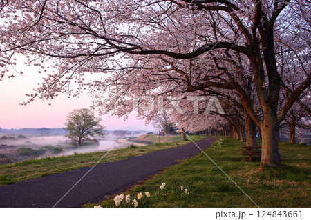 宇都宮市　鬼怒川堤防の桜並木（石井桜提） 124843661
