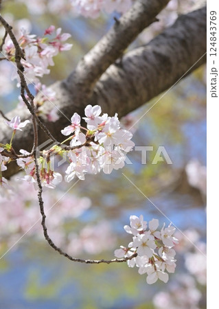 桜（ソメイヨシノ）Cherry Blossom 124843769