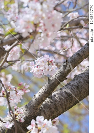 桜（ソメイヨシノ）Cherry Blossom 124843770