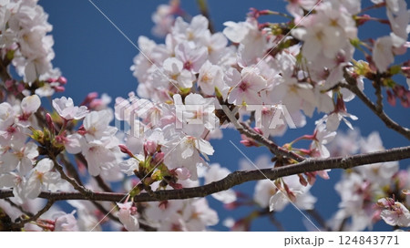 桜（ソメイヨシノ）Cherry Blossom 124843771