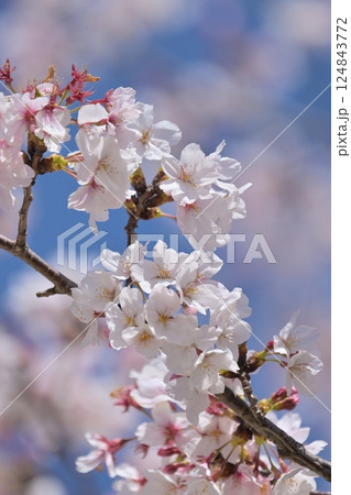 桜（ソメイヨシノ）Cherry Blossom 124843772