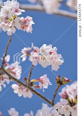 桜(ソメイヨシノ)Cherry Blossom 桜(ソメイヨシノ)Cherry Blossom 124843774