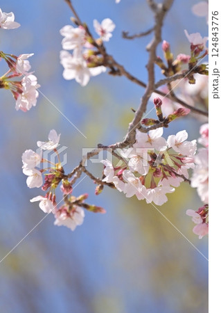 桜(ソメイヨシノ)Cherry Blossom 桜(ソメイヨシノ)Cherry Blossom 124843776