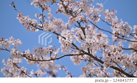 桜(ソメイヨシノ)Cherry Blossom 桜(ソメイヨシノ)Cherry Blossom 124843777