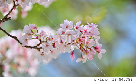 桜（ソメイヨシノ）Cherry Blossom 124843782