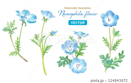春の花：ネモフィラの水彩イラスト。切り花のアソート。（ベクター。花と葉の別レイヤー） 124843872