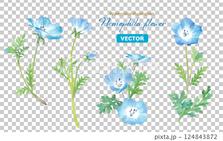 春天的花朵：粉蝶花水彩插圖。各式切花。 （向量。花朵和葉子位於不同的圖層上） 124843872